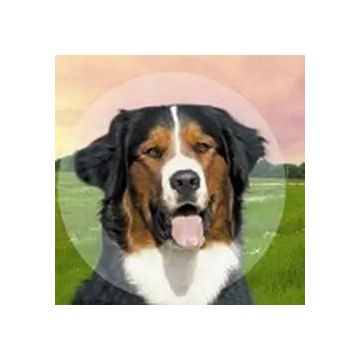 Braun Collar Isabelino Click 7,5, 1Ud