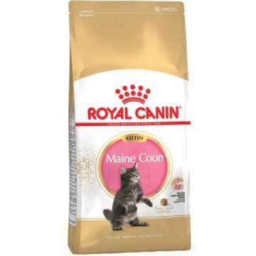 Royal Canin Kitten Maine Coon 4Kg, pienso para gatos